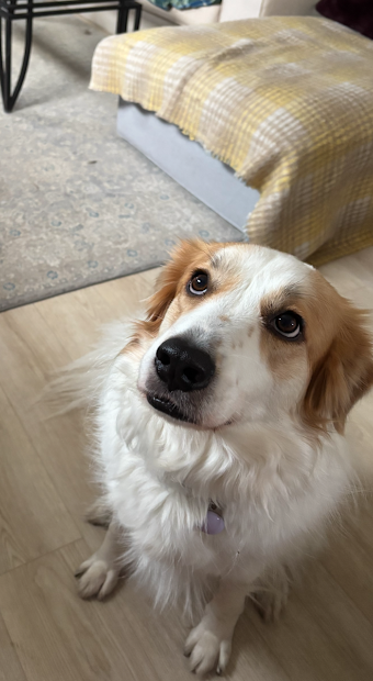 Mara/Winnie, an adoptable Border Collie in AUSTIN, MN