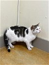 adoptable Cat in austin, MN named Kipper
