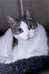adoptable Cat in austin, MN named Clarissa
