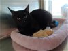 adoptable Cat in austin, MN named Shadow