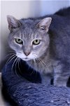 adoptable Cat in austin, MN named Dayle