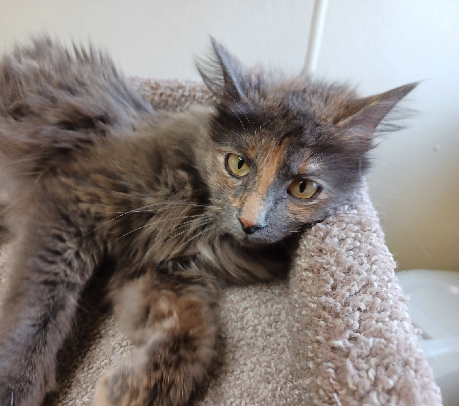 Cats for Adoption in Owatonna, Minnesota Alpha Paw