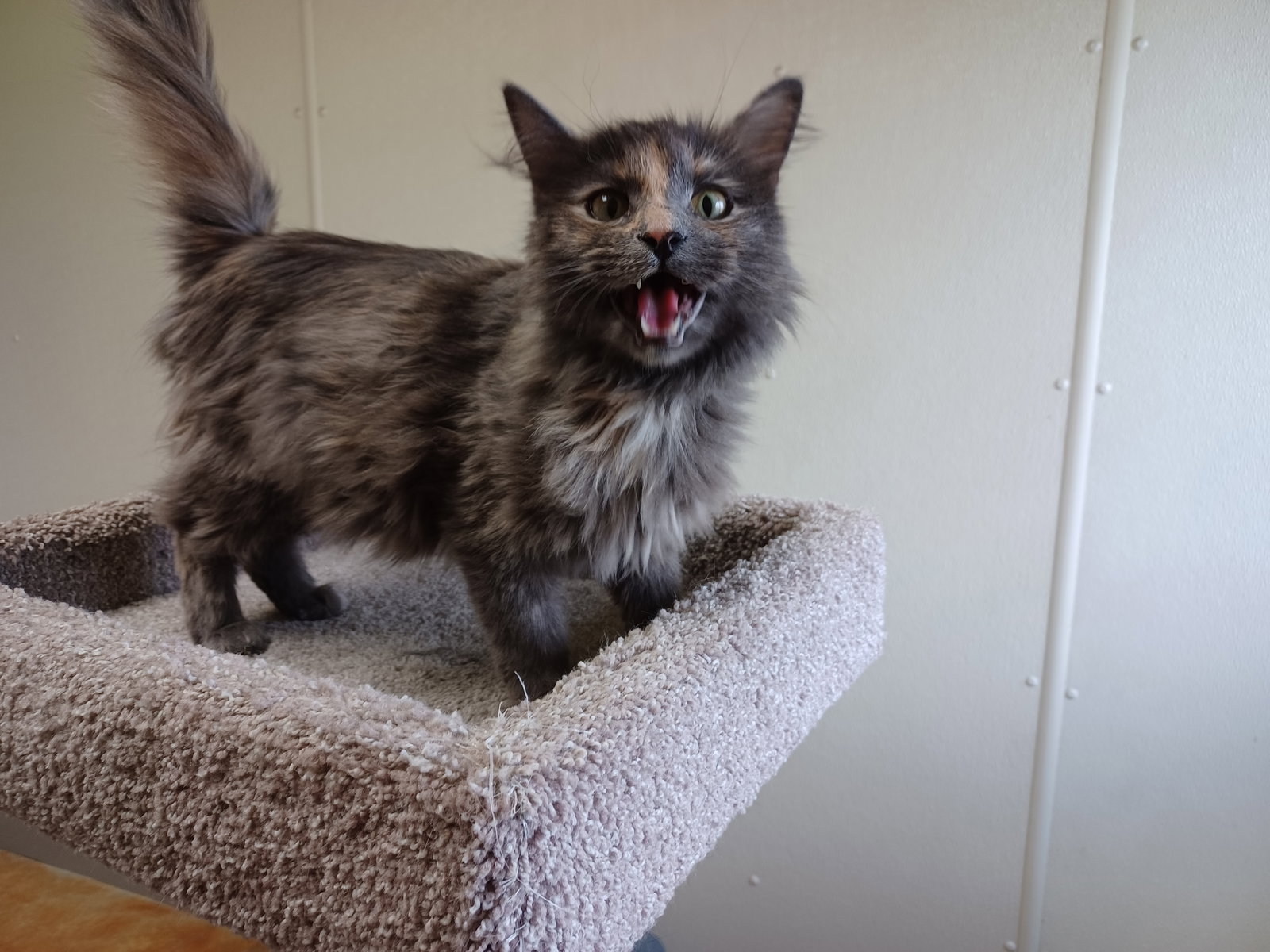 Cats for Adoption in Owatonna, Minnesota Alpha Paw