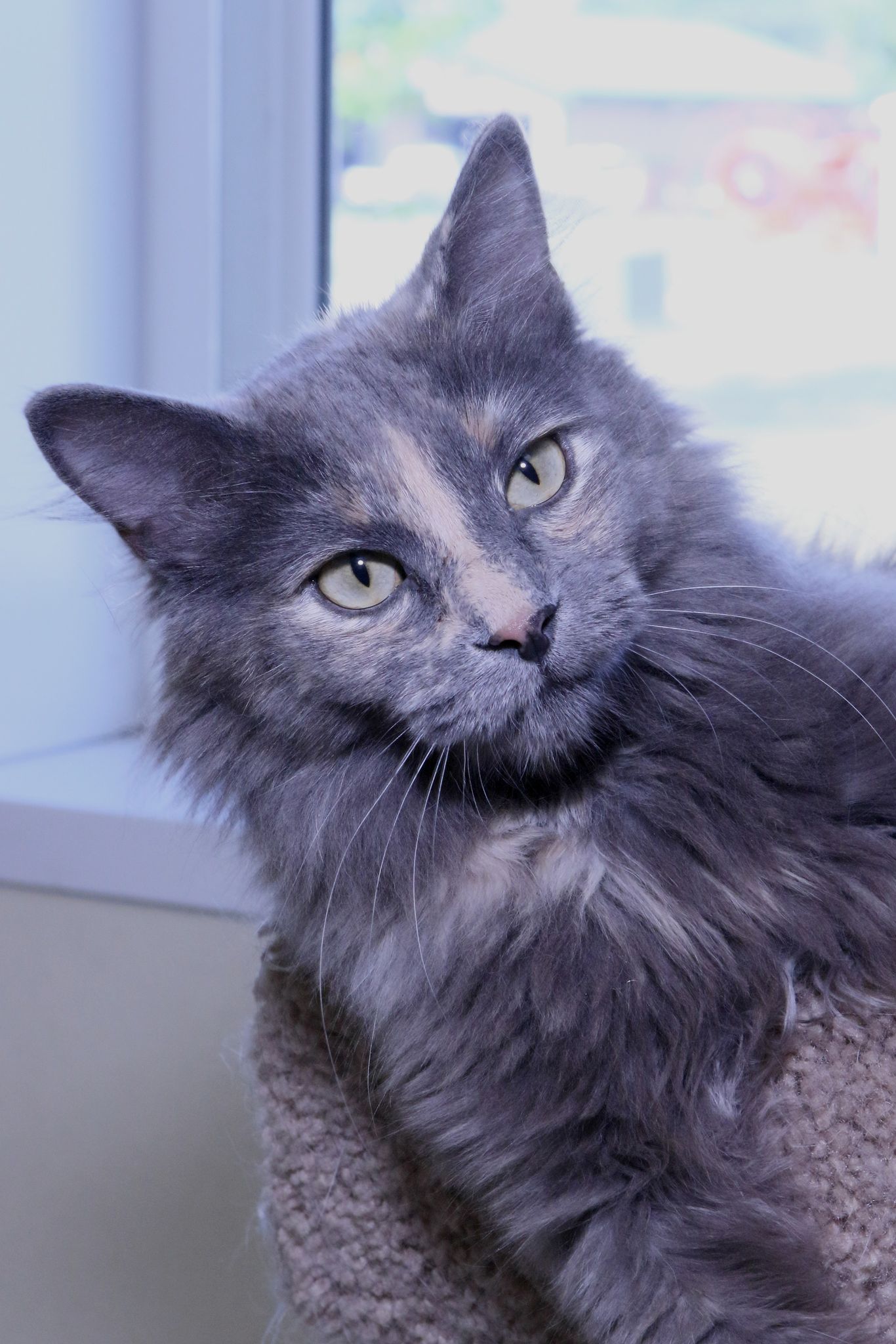 Cats for Adoption in Owatonna, Minnesota Alpha Paw