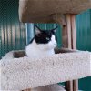 adoptable Cat in austin, MN named Reuben