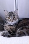 adoptable Cat in austin, MN named Nova