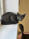 adoptable Cat in austin, MN named Hayden