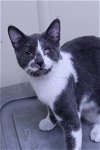 adoptable Cat in austin, MN named Lucky