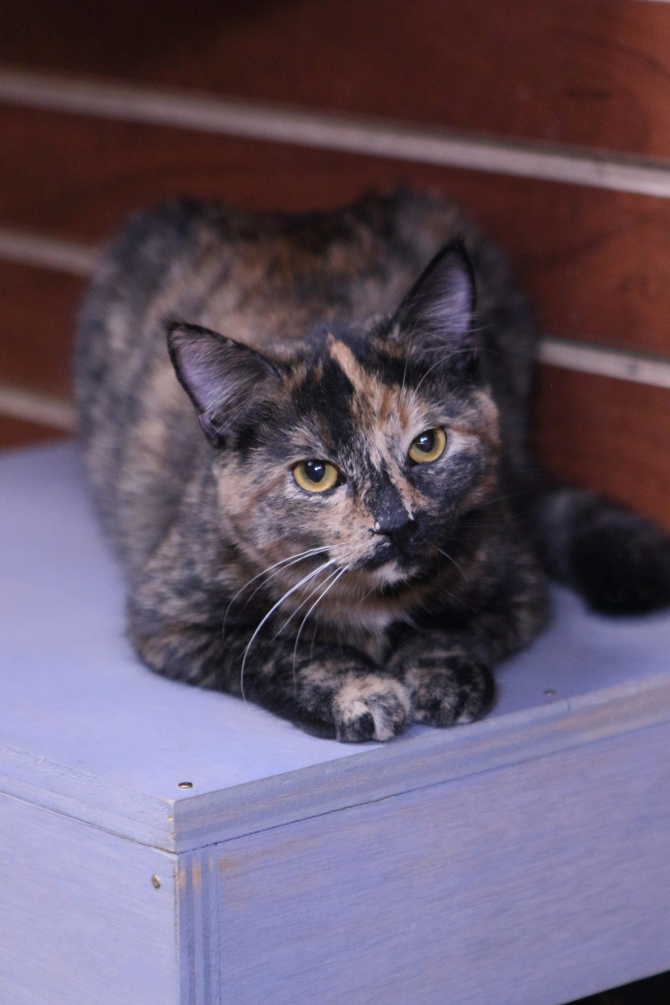 adoptable Cat in Austin, MN named Vicki