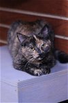 adoptable Cat in austin, MN named Vicki