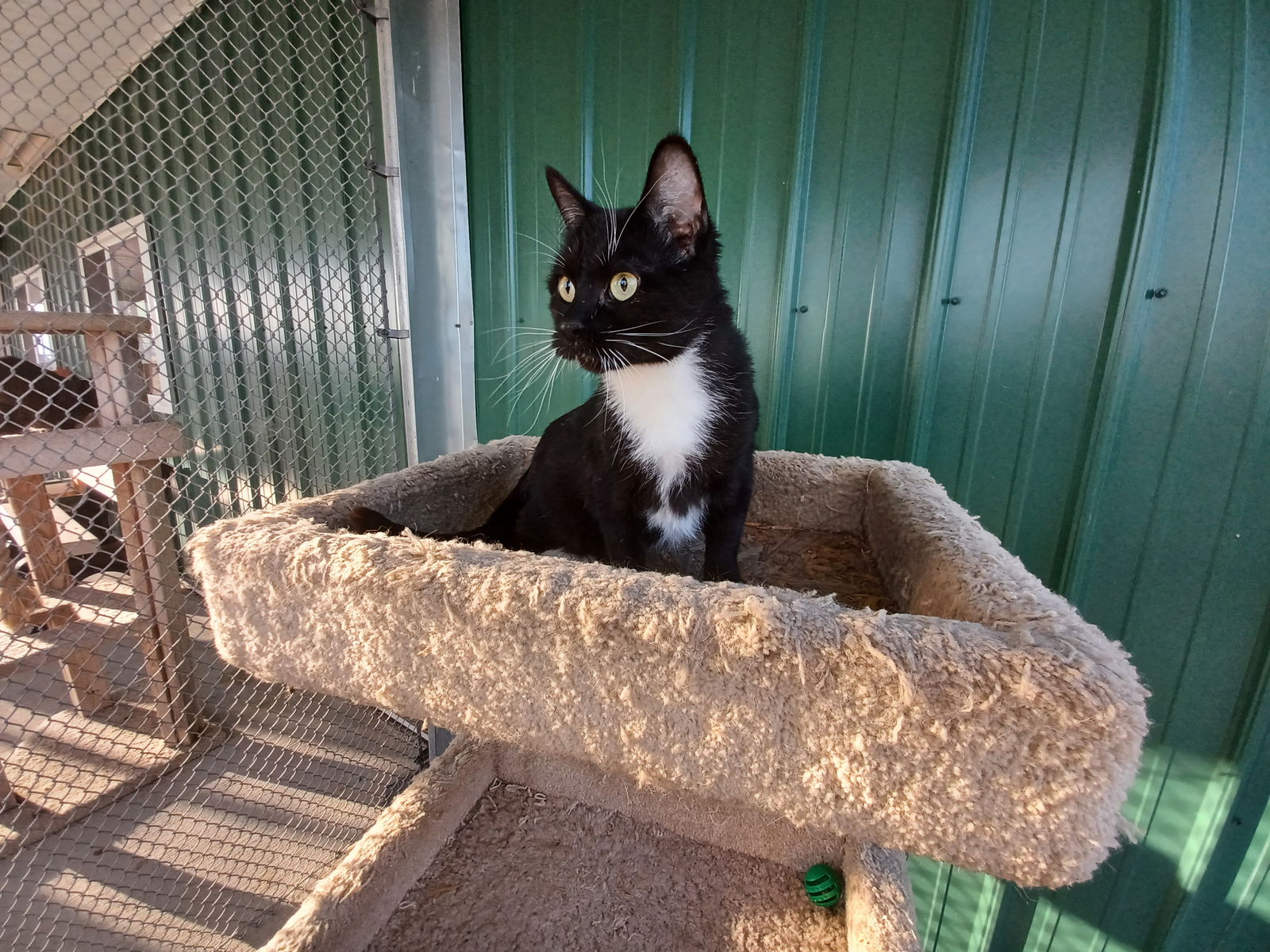 adoptable Cat in Austin, MN named Dona