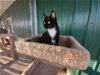 adoptable Cat in austin, MN named Dona