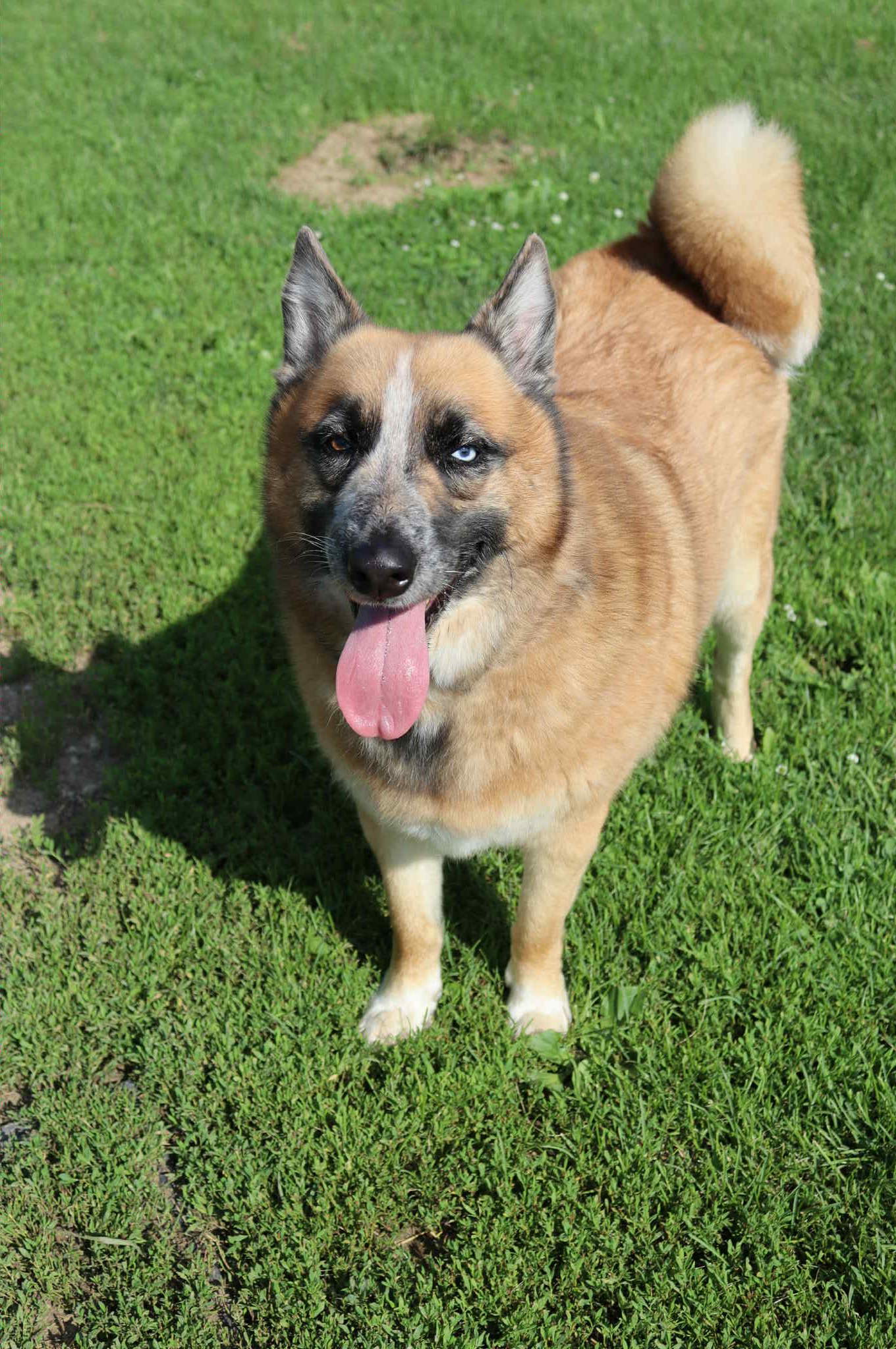 adoptable Dog in Austin, MN named Lucky (Sponsored Fee)