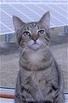 adoptable Cat in austin, MN named Jewel