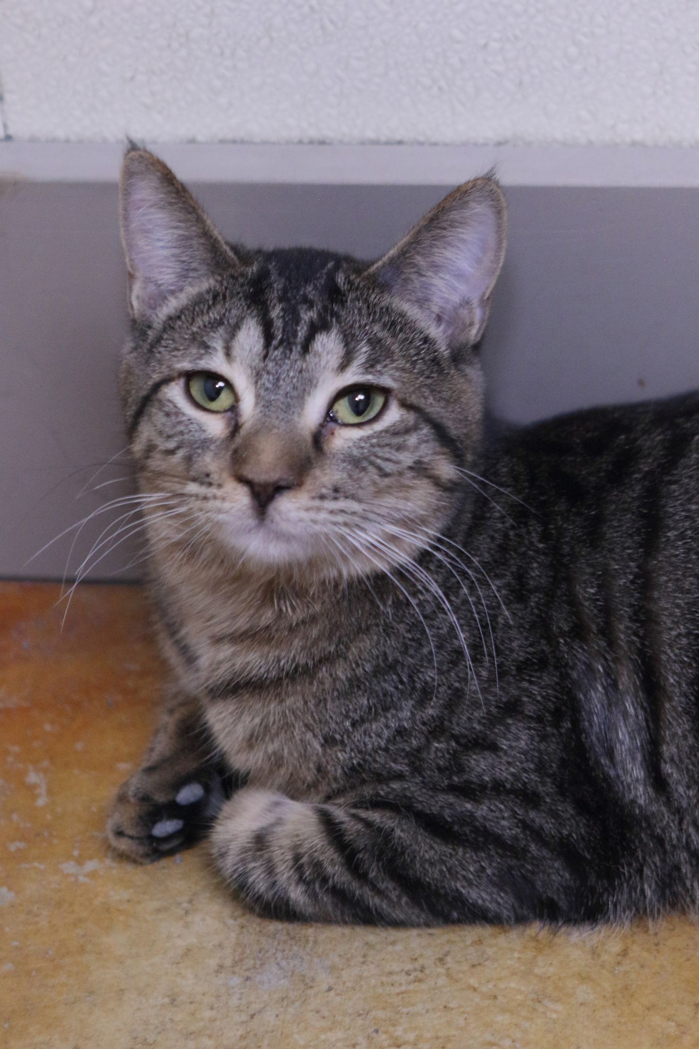 adoptable Cat in Austin, MN named Beth