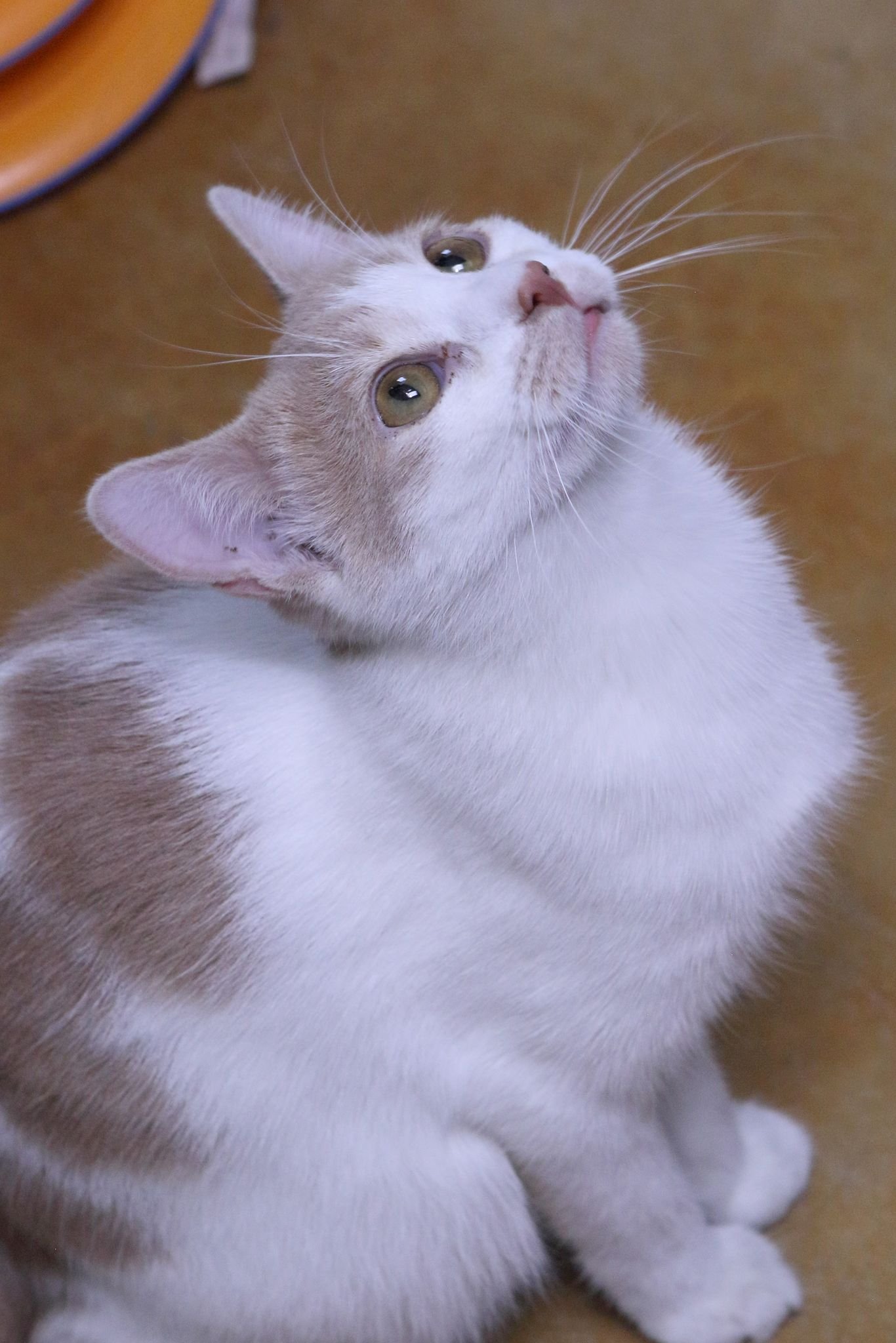 adoptable Cat in Austin, MN named Kias