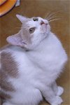 adoptable Cat in austin, MN named Kias