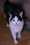 Ackston - Photo 7