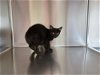 adoptable Cat in austin, MN named Katrina