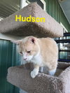 Hudson - Photo 8