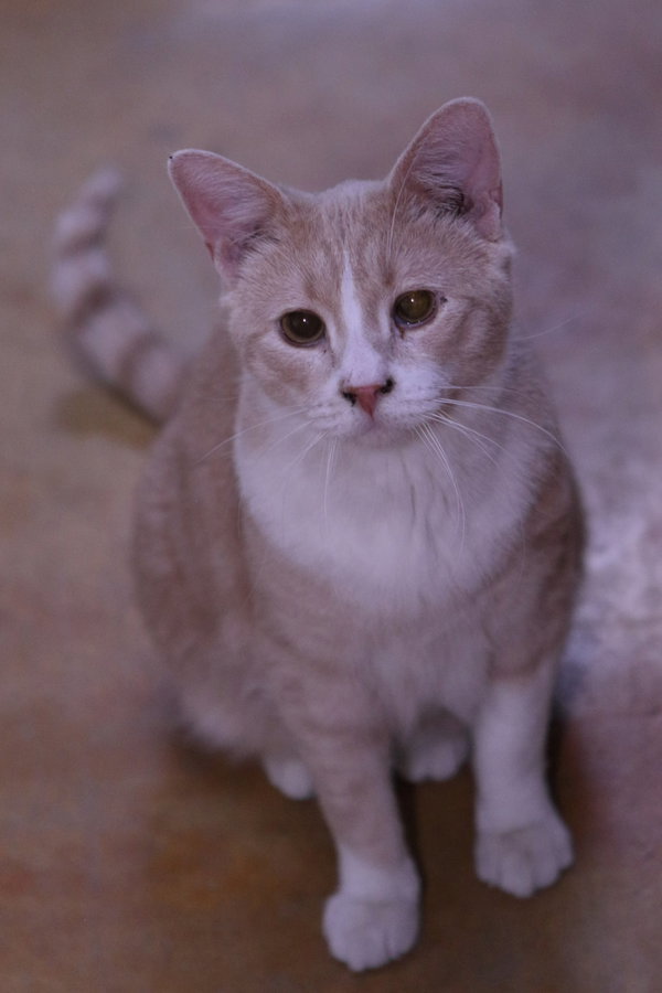 Hudson