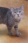 adoptable Cat in austin, MN named Chester