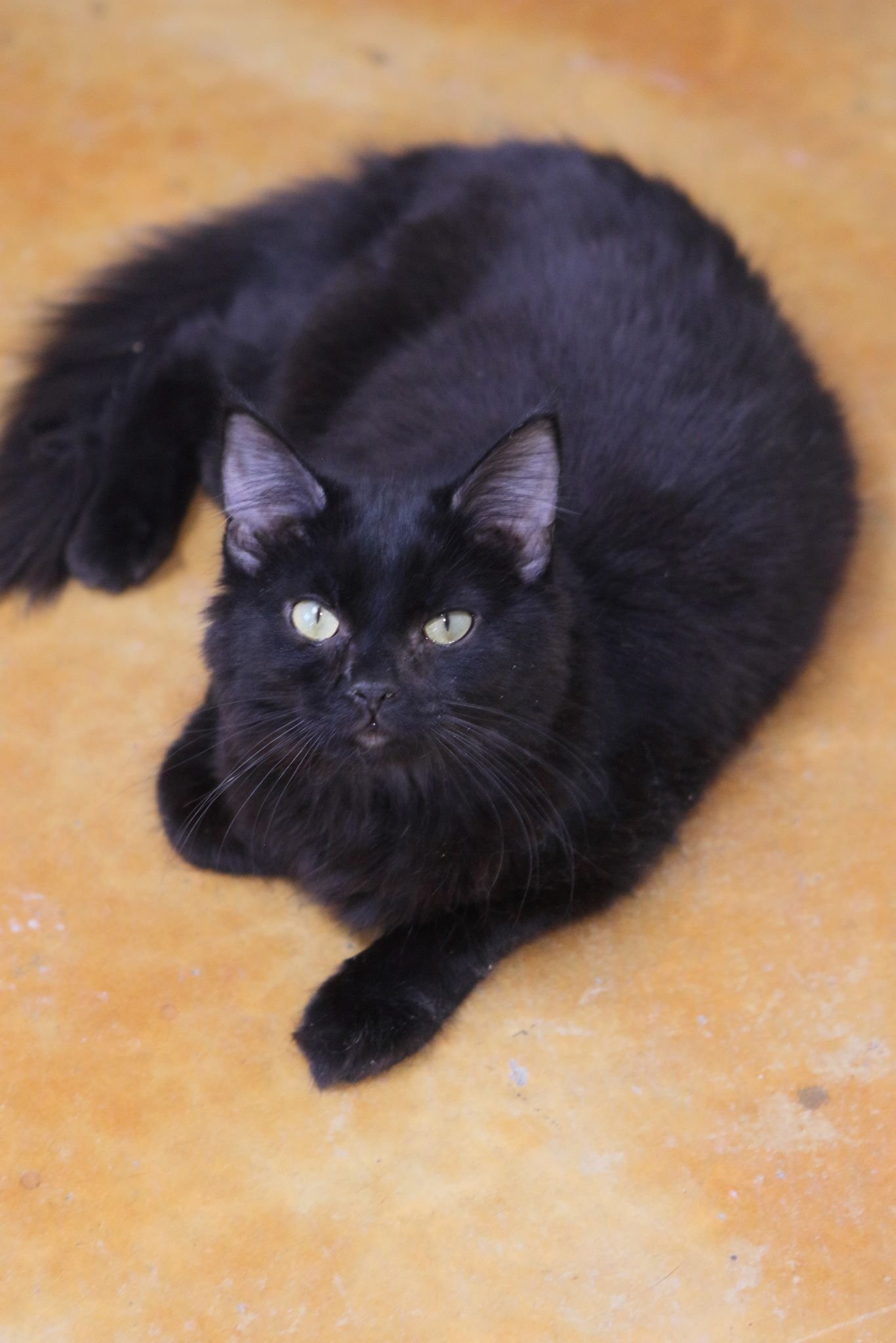 adoptable Cat in Austin, MN named Lexus