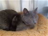 adoptable Cat in austin, MN named Grey