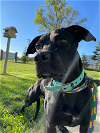 adoptable Dog in austin, MN named Story