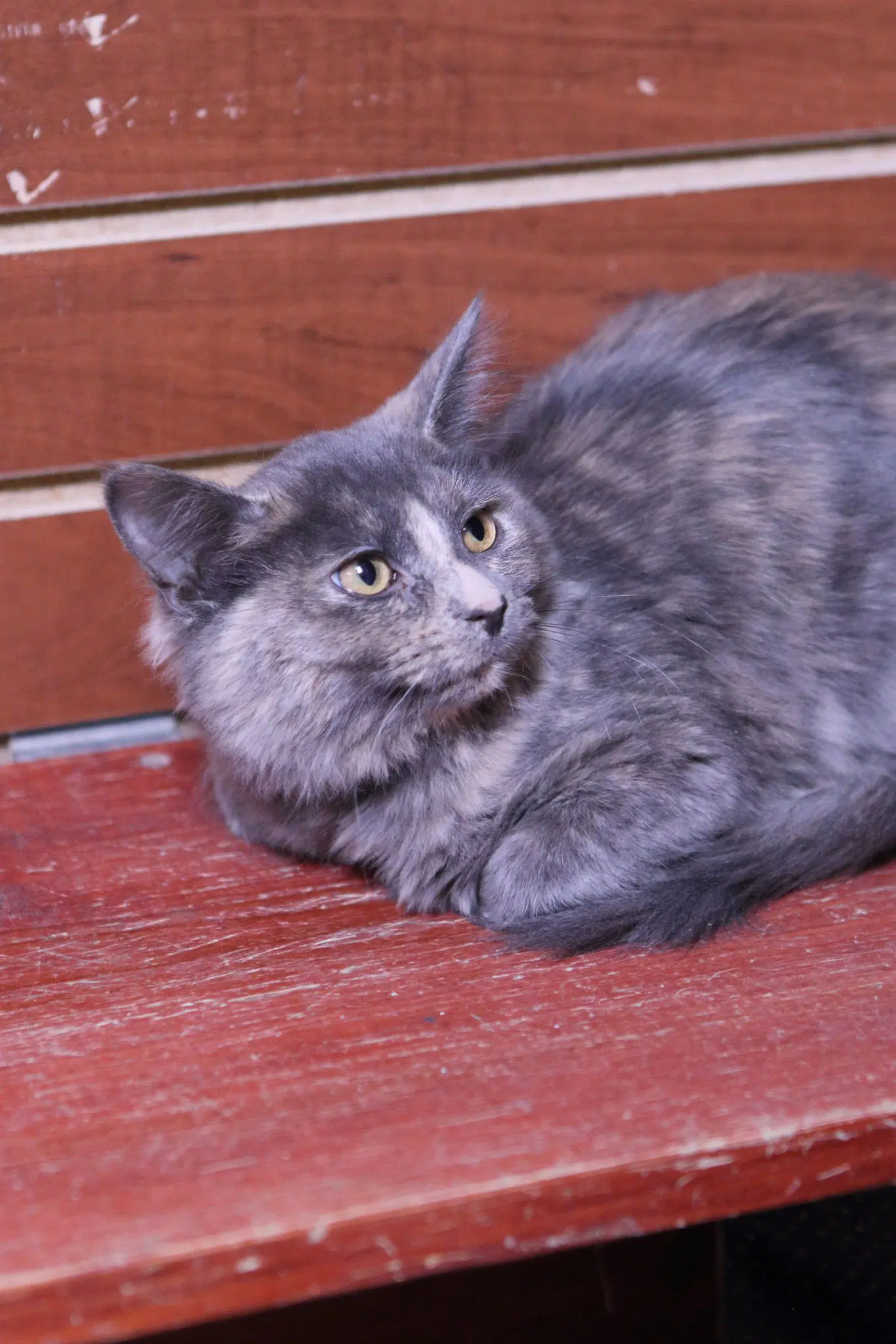 Myla image 3