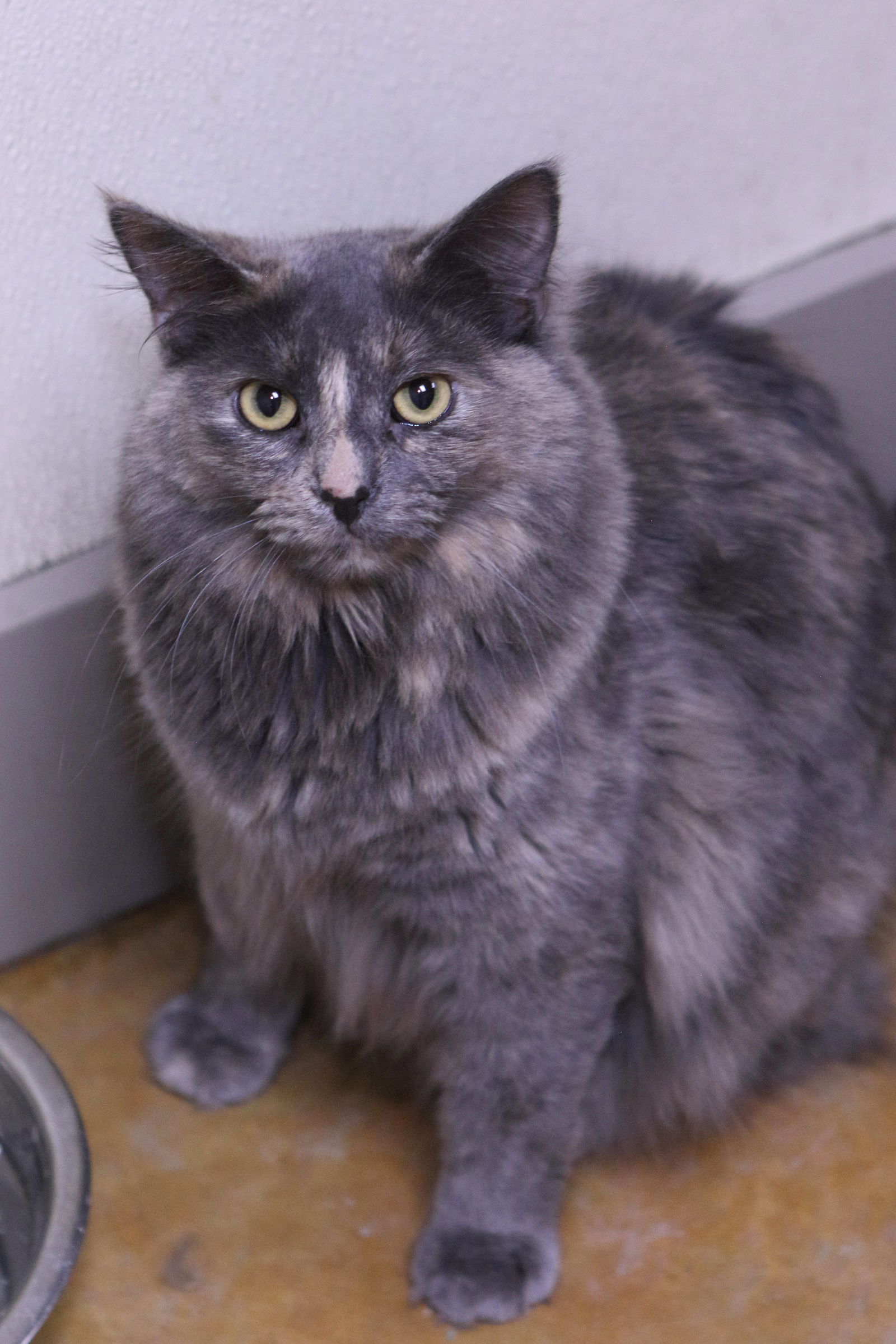 adoptable Cat in Austin, MN named Myla