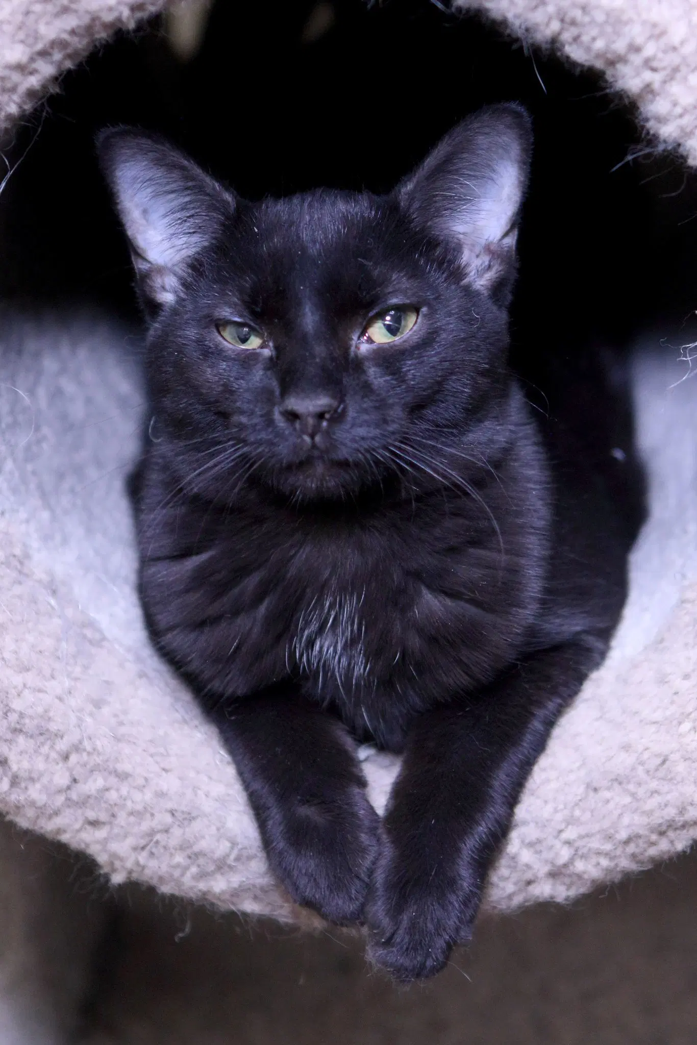 Katrina - Domestic Short Hair