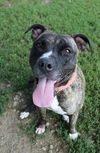 adoptable Dog in  named Ingrid