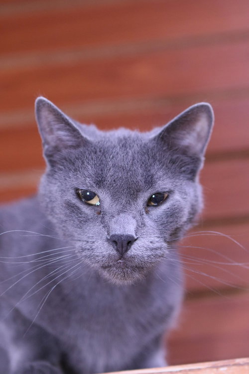 picture of the cat needing adoption