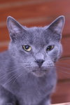Moxie - Photo 2