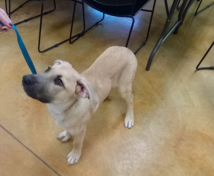 Dog adoption in Austin, MN 55912 Great Dane / Shepherd / Mixed (short coat) Dog "Frost"