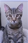 adoptable Cat in austin, MN named Wild Bill