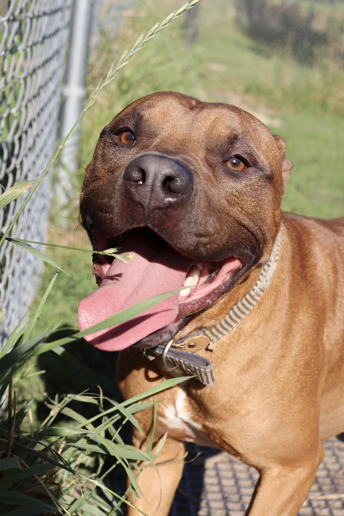 adoptable Dog in Austin, MN named Todd