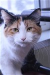adoptable Cat in austin, MN named Shontell