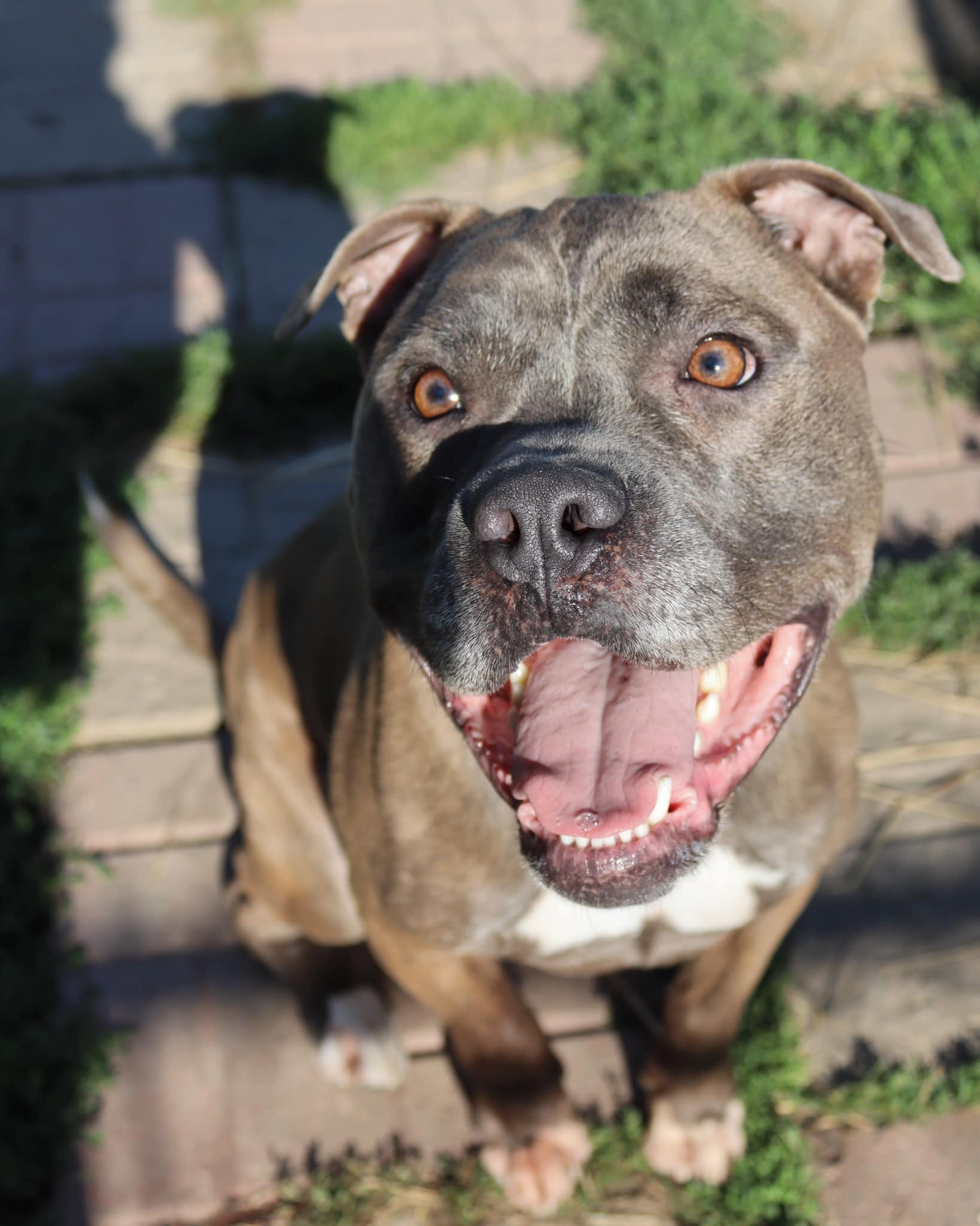 adoptable Dog in Austin, MN named Smokey