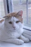 adoptable Cat in austin, MN named Lance