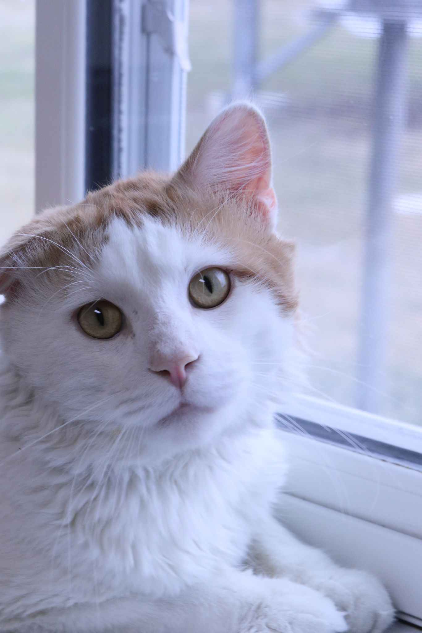 adoptable Cat in Austin, MN named Lance