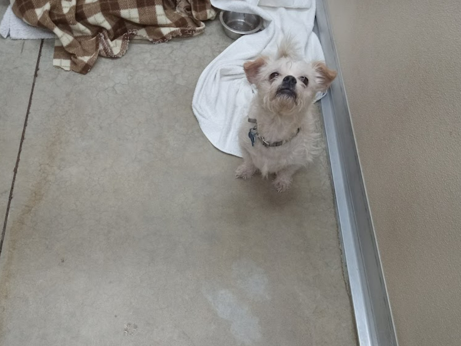 Dog for Adoption Chase (many applications), a Bichon Frise in Rochester, MN Alpha Paw