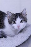 adoptable Cat in austin, MN named Karlie