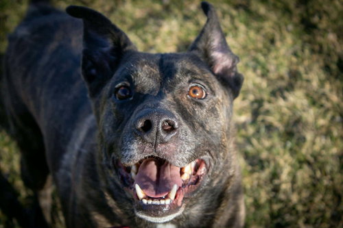 ALAN - Dutch Shepherd / Pit Bull Terrier for adoption in Rochester