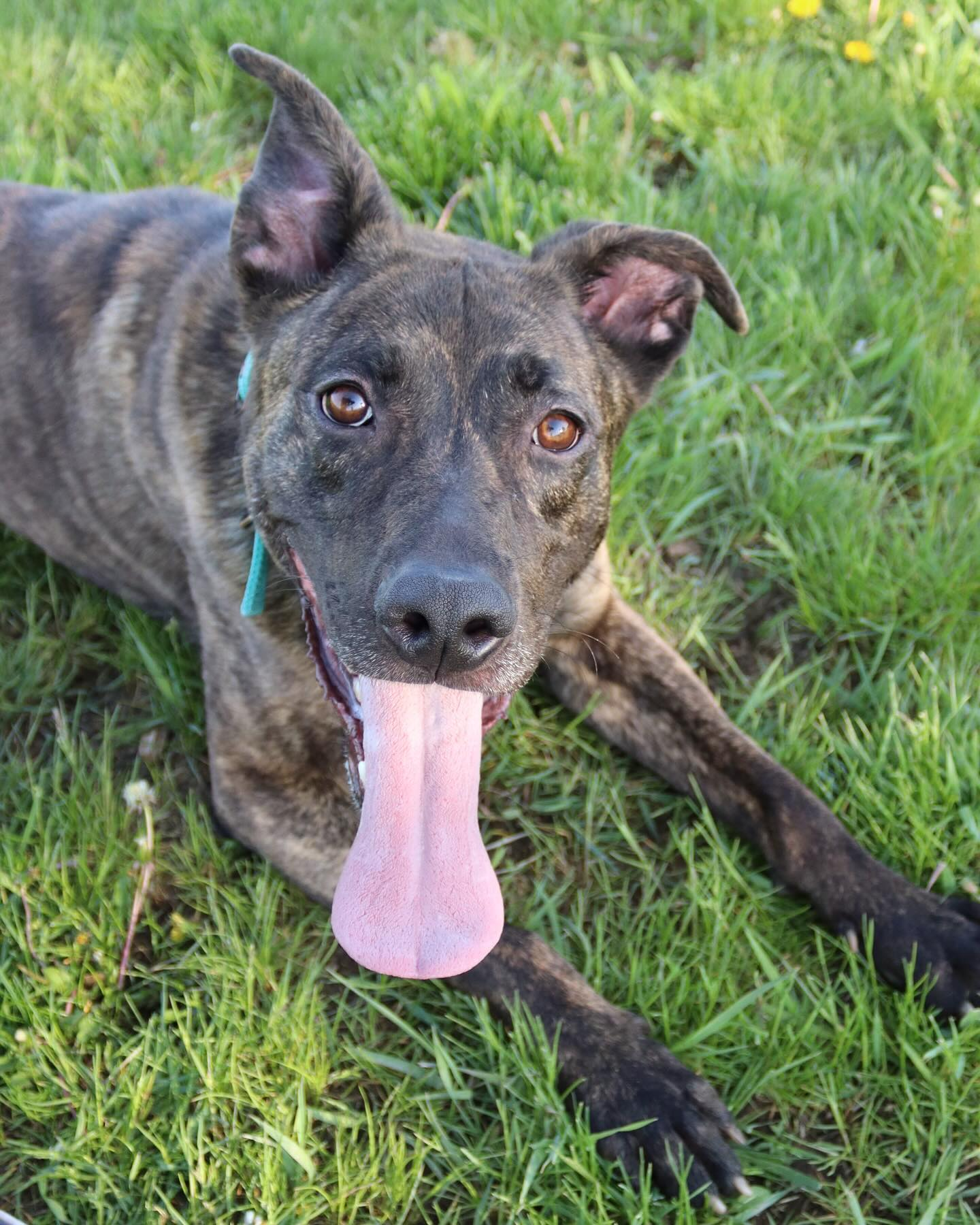 adoptable Dog in Austin, MN named Alan