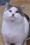 adoptable Cat in austin, MN named Buster
