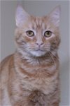 adoptable Cat in austin, MN named Goldie