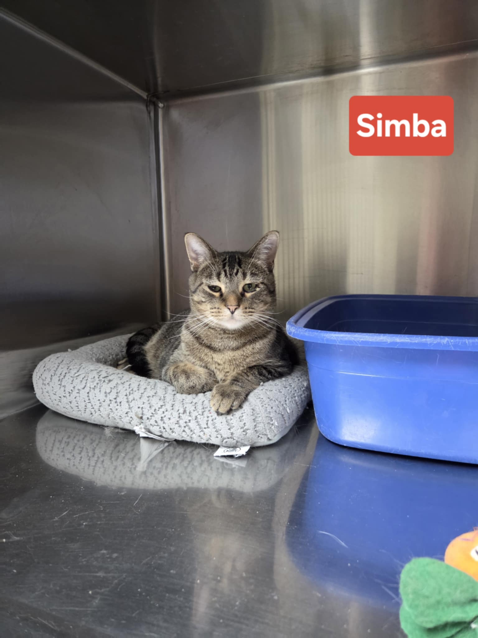 Simba Image