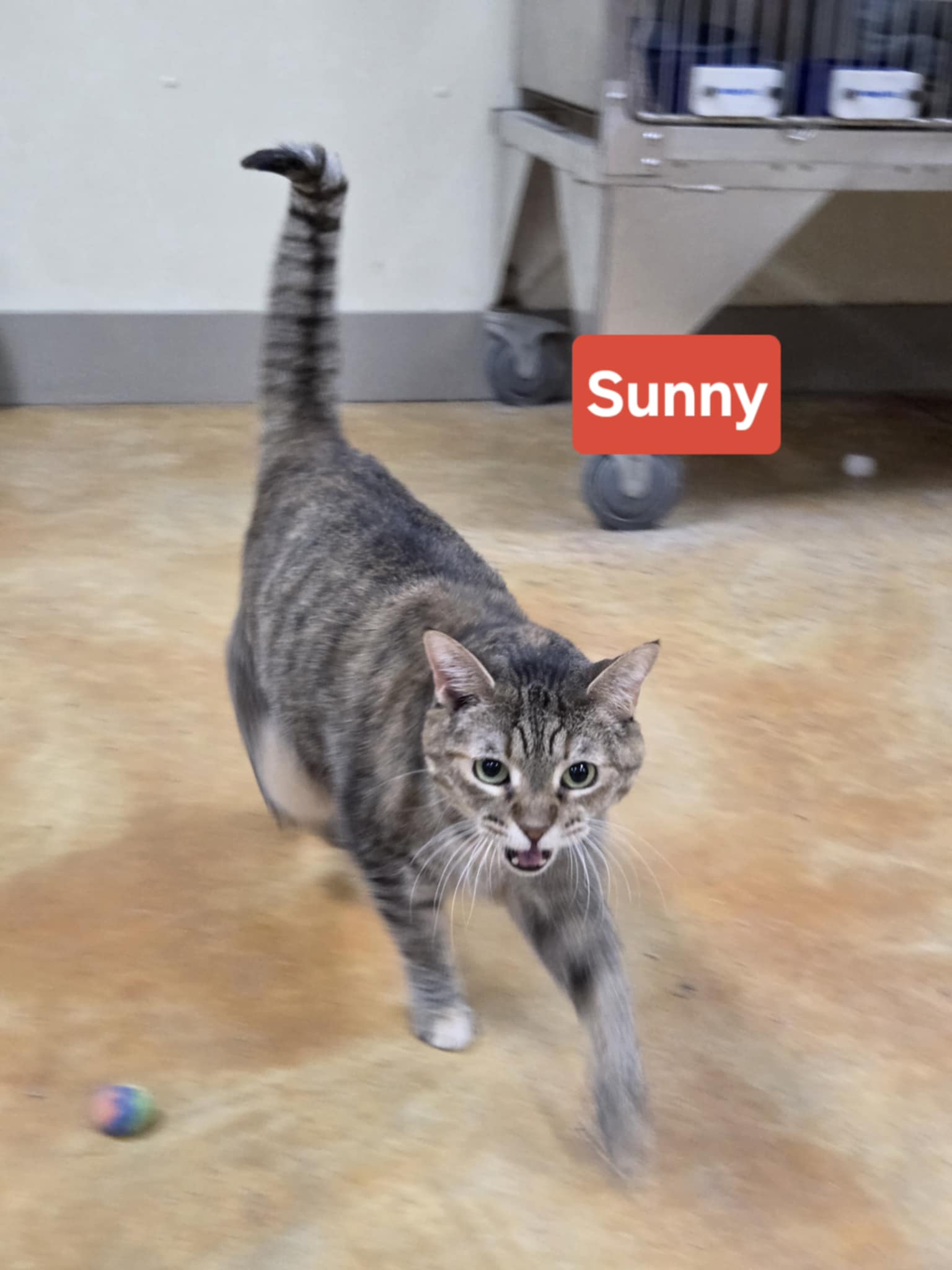 Sunny Image
